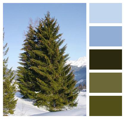 Conifer Spruce Fir Tree Image